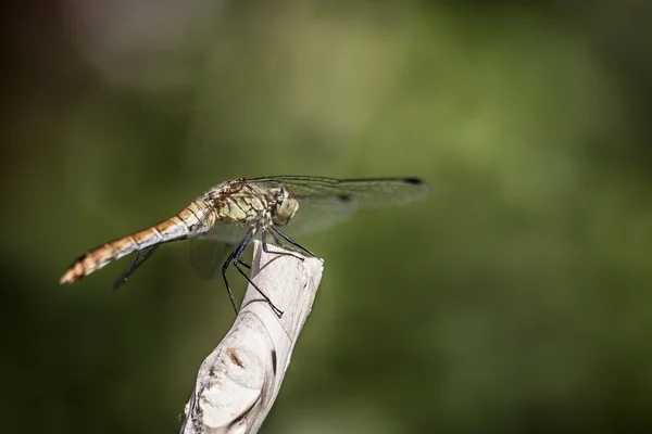 Libélula amarela nas costas verdes — Fotografia de Stock