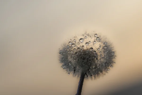 Paardebloem met druppels — Stockfoto