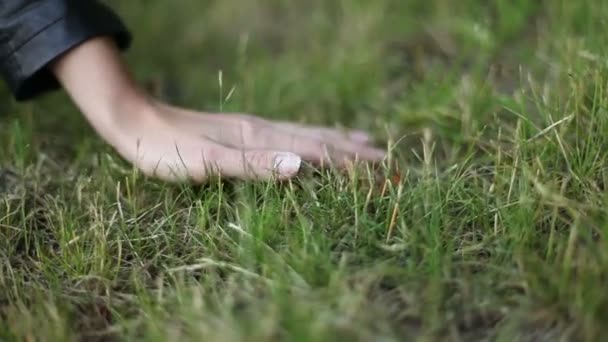 Woman hand touching on paddy leaf. — Stock Video