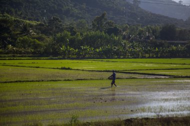 pirinç tarlaları Vietnam yeşil peyzaj