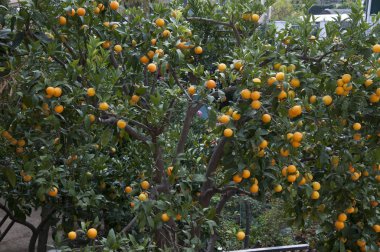 albero di arance