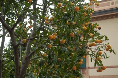albero di arance