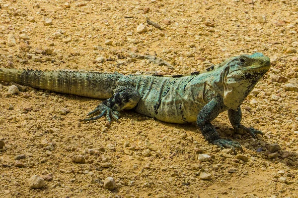Spinytail Iguana