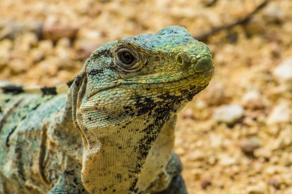 Spinytail Iguana