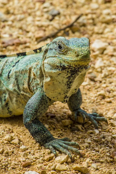 Spinytail Iguana