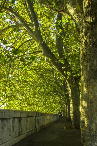 Ağaçlar lungotevere boyunca