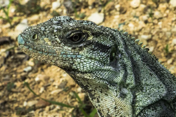 Spinytail Iguana