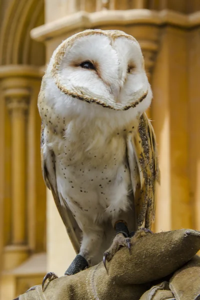 Tyto alba