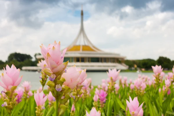 Siam tulip on the Thai architectural museum background. — Stock Photo, Image