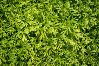 Spike Moss, Spike moss arka plan soyut yeşil yaprak.