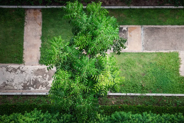 Árbol Jardín Con Follaje Verde Hermosa Rama Desde Vista Del —  Fotos de Stock