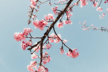 İlkbaharda Pembe Kiraz Çiçeği, Mavi Gökyüzüne Karşı Dallarla Çiçek Açan Sakura Çiçekleri. Bahar mevsiminde çiçek açan güzel Sakura çiçeklerinin soyut doğa arkaplanı.