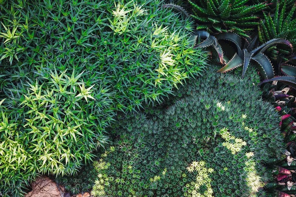 Natural Foliage Texture Evergreen Cactus Background Top View Closeup Succulent — Stock Photo, Image