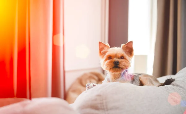 Niedliche Kleine Yorkshire Sitzt Und Spielt Hause Kopierraum Für Die — Stockfoto