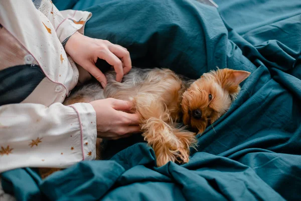 Schwangere Streichelhündin Frau Und Hund Liegen Bett Pflege Konzept Kopierraum — Stockfoto