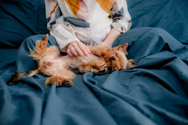 Pregnant female petting york dog. Womand and a dog laying in bed. Taking care concept. Top horizontal view copyspace — Stock Photo, Image