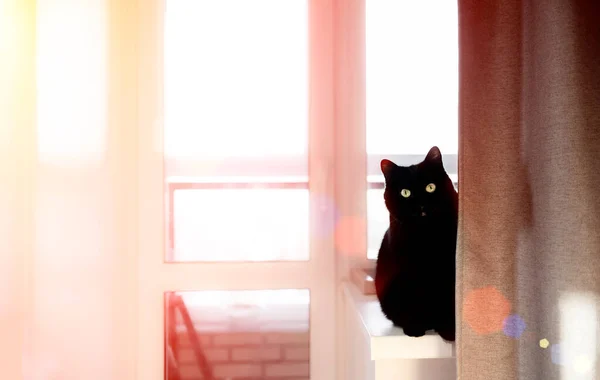 Black Cat Lying Yellow Chair Top Horizontal View Copyspace — Stock Photo, Image