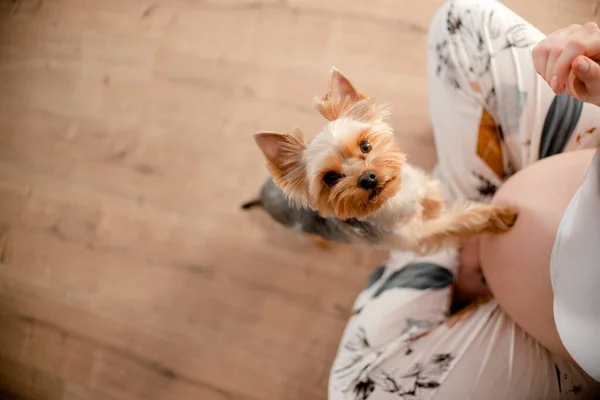 Köpek hamile kadınların karnına dokunuyor. Evde köpeğine hamile bir kadın var. Üst yatay görünüm telif uzayı.