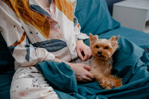 Hamile dişi evcil York köpeği. Womand ve yatakta yatan bir köpek. Bakım konsepti. Üst yatay görünüm telif uzayı — Stok fotoğraf