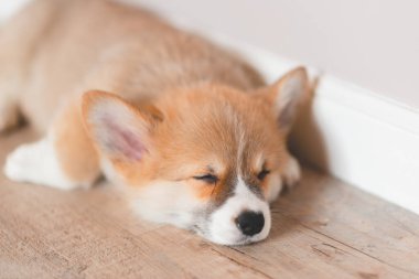 Pembroke Welsh Şirin, uykulu Corgi yavrusu kanepede yatıyor. Üst düzey yatay görüş. Evcil hayvan bakım ve evlat edinme kavramı. Güzel pofuduk ve tüylü köpek yavrusu.