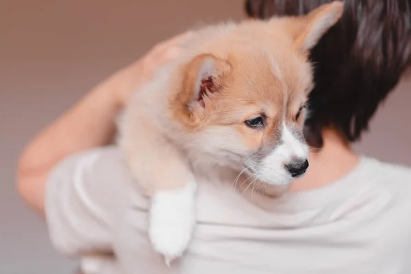 Genç Bir Bayan Kucağında Şirin Pembroke Welsh Corgi Yavrusu Tutuyor — Stok fotoğraf