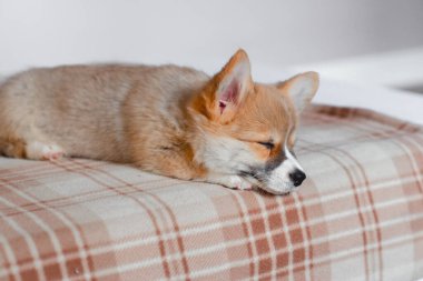 Pembroke Welsh Şirin, uykulu Corgi yavrusu kanepede yatıyor. Üst düzey yatay görüş. Evcil hayvan bakım ve evlat edinme kavramı. Güzel pofuduk ve tüylü köpek yavrusu