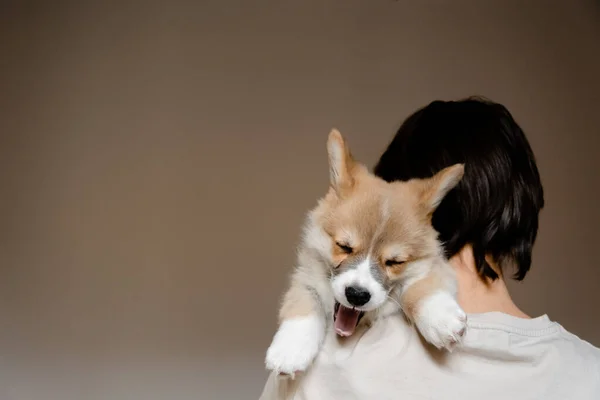 Young female holding Cute little Pembroke Welsh Corgi puppy. Taking care and adopting pets concept. Lifestyle minimalism and simplisity — Stock Photo, Image