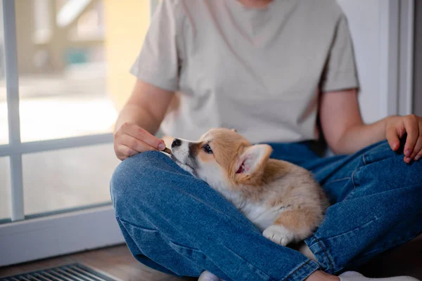 Young female holding Cute little Pembroke Welsh Corgi puppy. Taking care and adopting pets concept. Lifestyle minimalism and simplisity — Stock Photo, Image