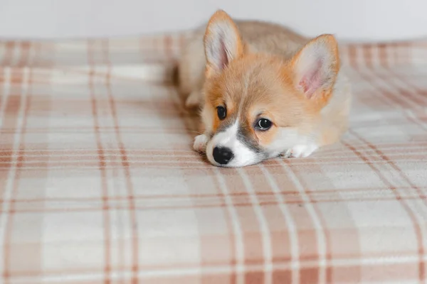 Pembroke Welsh Netter kleiner schläfriger Corgi Welpe liegt auf der Couch. Top horizontale Ansicht Copyspace Haustier Pflege und Adoptionskonzept. Schöne flauschige und pelzige Welpen — Stockfoto