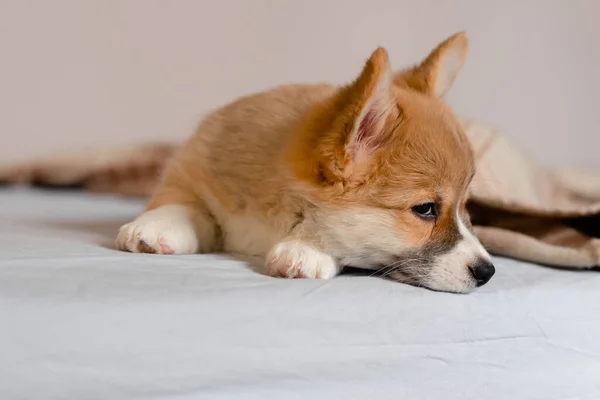 Pembroke Welsh Şirin, uykulu Corgi yavrusu kanepede yatıyor. Üst düzey yatay görüş. Evcil hayvan bakım ve evlat edinme kavramı. Güzel pofuduk ve tüylü köpek yavrusu — Stok fotoğraf