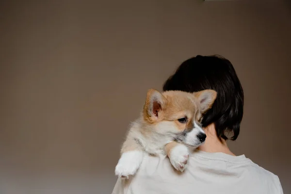 Genç bir bayan kucağında şirin Pembroke Welsh Corgi yavrusu tutuyor. Evcil hayvan bakımı ve evlat edinme kavramı. Yaşam tarzı minimalizm ve basitlik — Stok fotoğraf