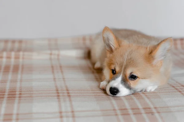 Pembroke Galês Bonito filhote de cachorro sonolento Corgi está deitado no sofá. Top visão horizontal copyspace pet cuidando e conceito de adoção. Bonito cachorrinho fofo e peludo — Fotografia de Stock