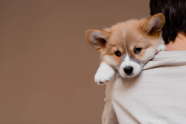 Jovem fêmea segurando bonito pequeno cachorro Pembroke Welsh Corgi. Cuidar e adotar o conceito de animais de estimação. minimalismo de estilo de vida e simplicidade. — Fotografia de Stock