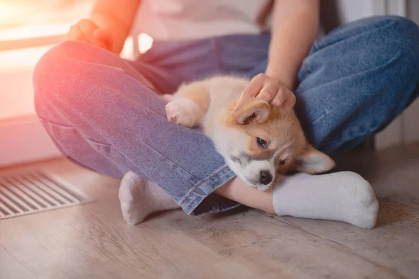 Genç bir bayan kucağında şirin Pembroke Welsh Corgi yavrusu tutuyor. Evcil hayvan bakımı ve evlat edinme kavramı. Yaşam tarzı minimalizm ve basitlik. — Stok fotoğraf