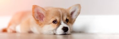 Pembroke Welsh Şirin, uykulu Corgi yavrusu kanepede yatıyor. Üst düzey yatay görüş. Evcil hayvan bakım ve evlat edinme kavramı. Güzel pofuduk ve tüylü köpek yavrusu