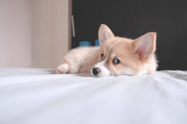 Pembroke Welsh Şirin, uykulu Corgi yavrusu kanepede yatıyor. Üst düzey yatay görüş. Evcil hayvan bakım ve evlat edinme kavramı. Güzel pofuduk ve tüylü köpek yavrusu