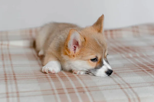 Pembroke Welsh Şirin, uykulu Corgi yavrusu kanepede yatıyor. Üst düzey yatay görüş. Evcil hayvan bakım ve evlat edinme kavramı. Güzel pofuduk ve tüylü köpek yavrusu — Stok fotoğraf