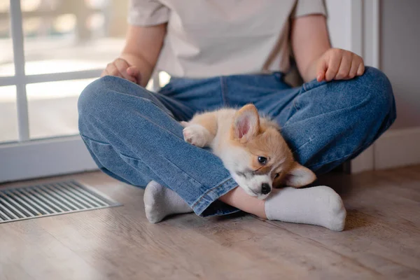 Junge Hündin mit süßem kleinen Pembroke Welsh Corgi Welpen. Die Pflege und Übernahme von Haustieren Konzept. Minimalismus und Einfachheit des Lebensstils — Stockfoto