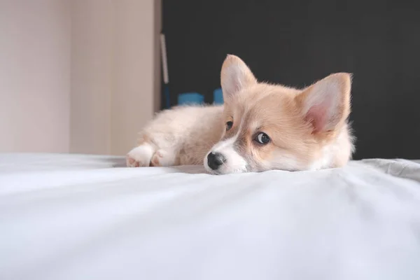 Pembroke Galês Bonito filhote de cachorro sonolento Corgi está deitado no sofá. Top visão horizontal copyspace pet cuidando e conceito de adoção. Bonito cachorrinho fofo e peludo — Fotografia de Stock