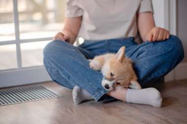 Genç bir bayan kucağında şirin Pembroke Welsh Corgi yavrusu tutuyor. Evcil hayvan bakımı ve evlat edinme kavramı. Yaşam tarzı minimalizm ve basitlik.