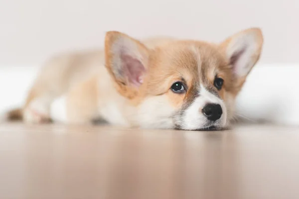 Pembroke Welsh Leuke Kleine Slaperige Corgi Puppy Ligt Bank Top — Stockfoto