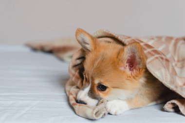 Pembroke Welsh Şirin, uykulu Corgi yavrusu kanepede yatıyor. Üst düzey yatay görüş. Evcil hayvan bakım ve evlat edinme kavramı. Güzel pofuduk ve tüylü köpek yavrusu.