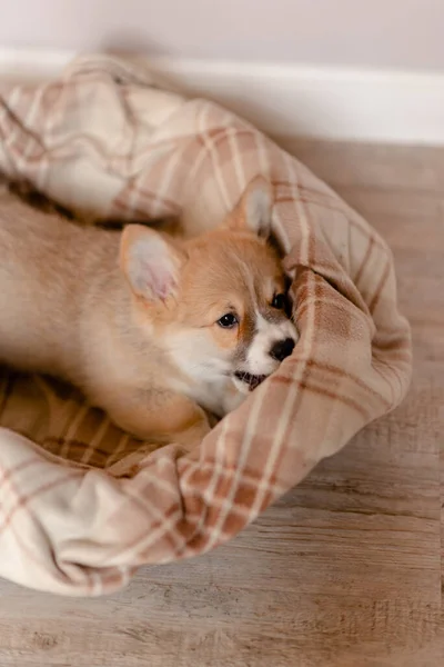 Pembroke Galês Bonito Filhote Cachorro Sonolento Corgi Está Deitado Sofá — Fotografia de Stock