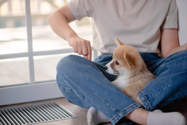 Jovem Fêmea Segurando Bonito Pequeno Cachorro Pembroke Welsh Corgi Cuidar — Fotografia de Stock