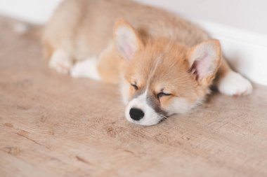 Pembroke Welsh Şirin, uykulu Corgi yavrusu kanepede yatıyor. Üst düzey yatay görüş. Evcil hayvan bakım ve evlat edinme kavramı. Güzel pofuduk ve tüylü köpek yavrusu.