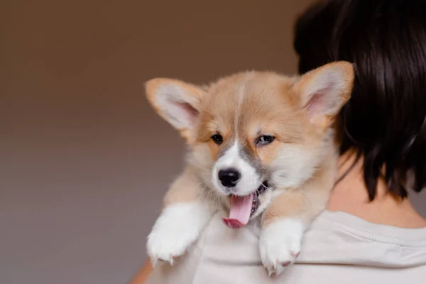 Jovem Fêmea Segurando Bonito Pequeno Cachorro Pembroke Welsh Corgi Cuidar — Fotografia de Stock