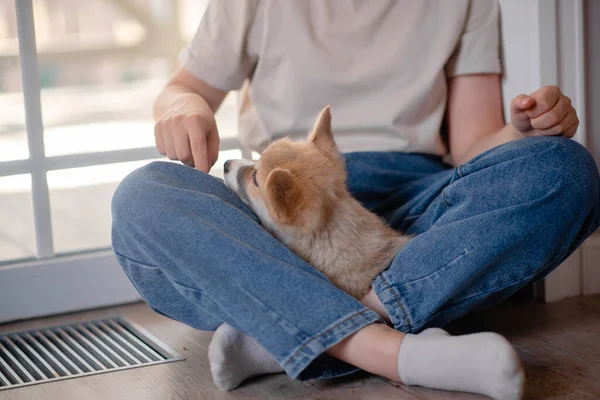 Junge Hündin Mit Süßem Kleinen Pembroke Welsh Corgi Welpen Die — Stockfoto