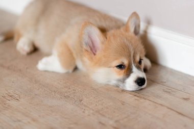 Pembroke Welsh Şirin, uykulu Corgi yavrusu kanepede yatıyor. Üst düzey yatay görüş. Evcil hayvan bakım ve evlat edinme kavramı. Güzel pofuduk ve tüylü köpek yavrusu