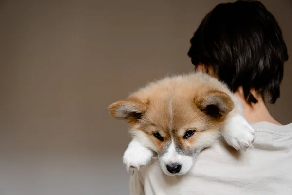 Junge Hündin mit süßem kleinen Pembroke Welsh Corgi Welpen. Die Pflege und Übernahme von Haustieren Konzept. Minimalismus und Einfachheit des Lebensstils — Stockfoto