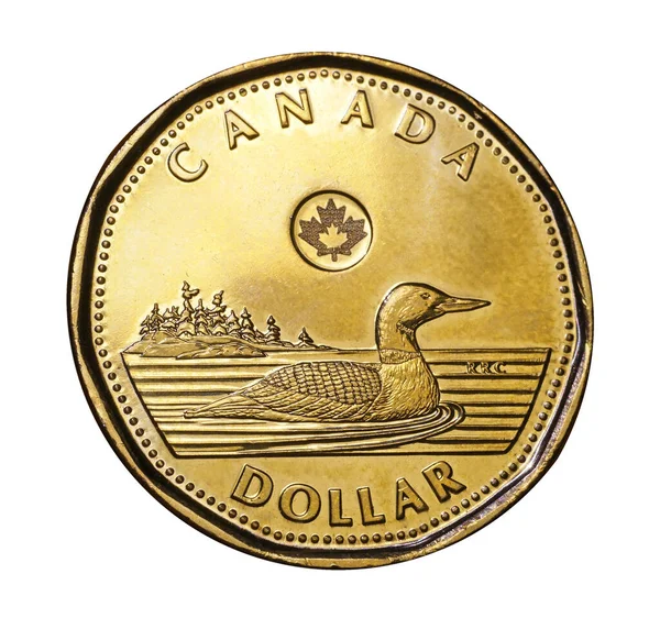 カナダの1ドル硬貨には カナダの荒野で一般的な水害であるローンがあります — ストック写真